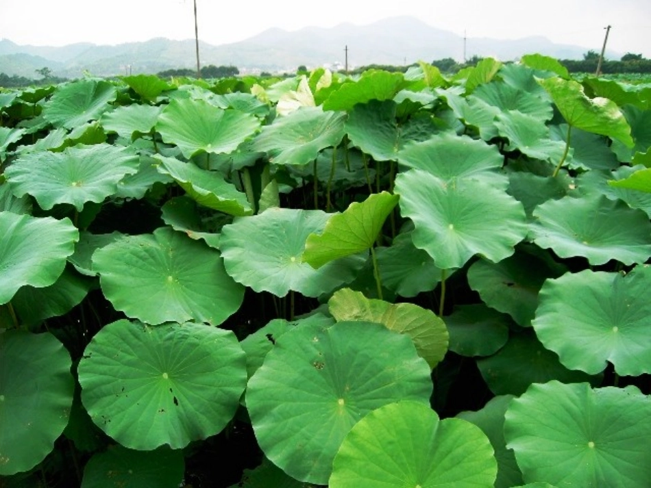 荷叶圆圆ppt(1)_第3页