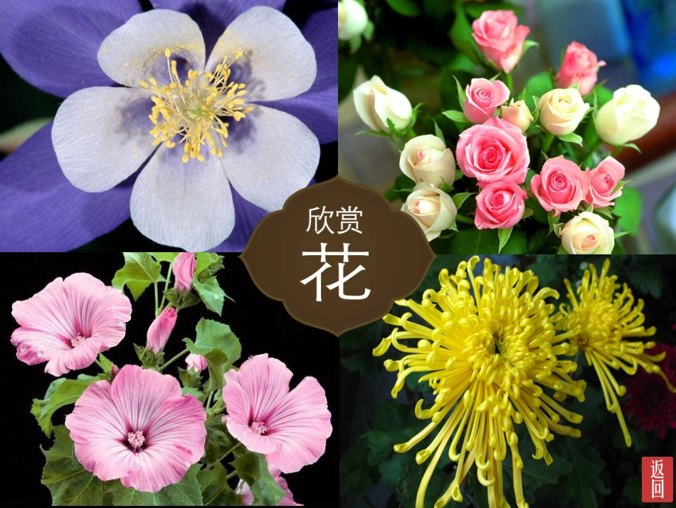 扮靓生活的花卉_第2页