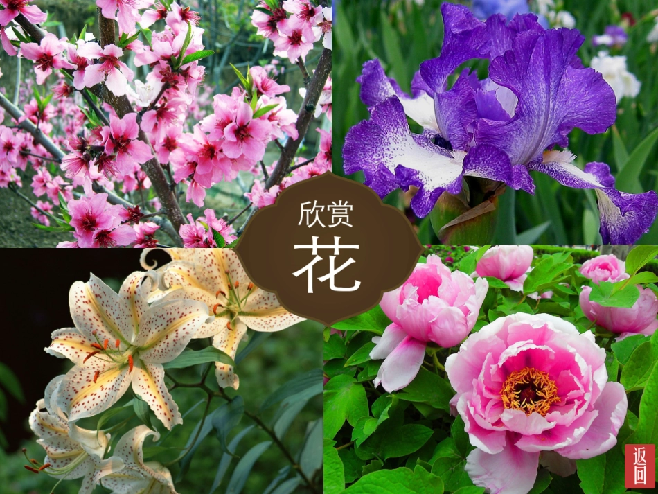 扮靓生活的花卉_第3页