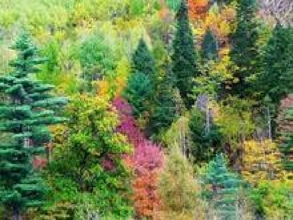 《美丽的小兴安岭》PPT课件(西师大版小学语文三年级下册课件)---副本_第2页