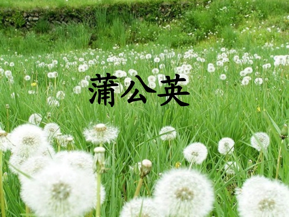 8蒲公英课件_第1页