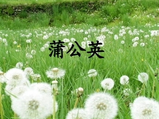 8蒲公英课件