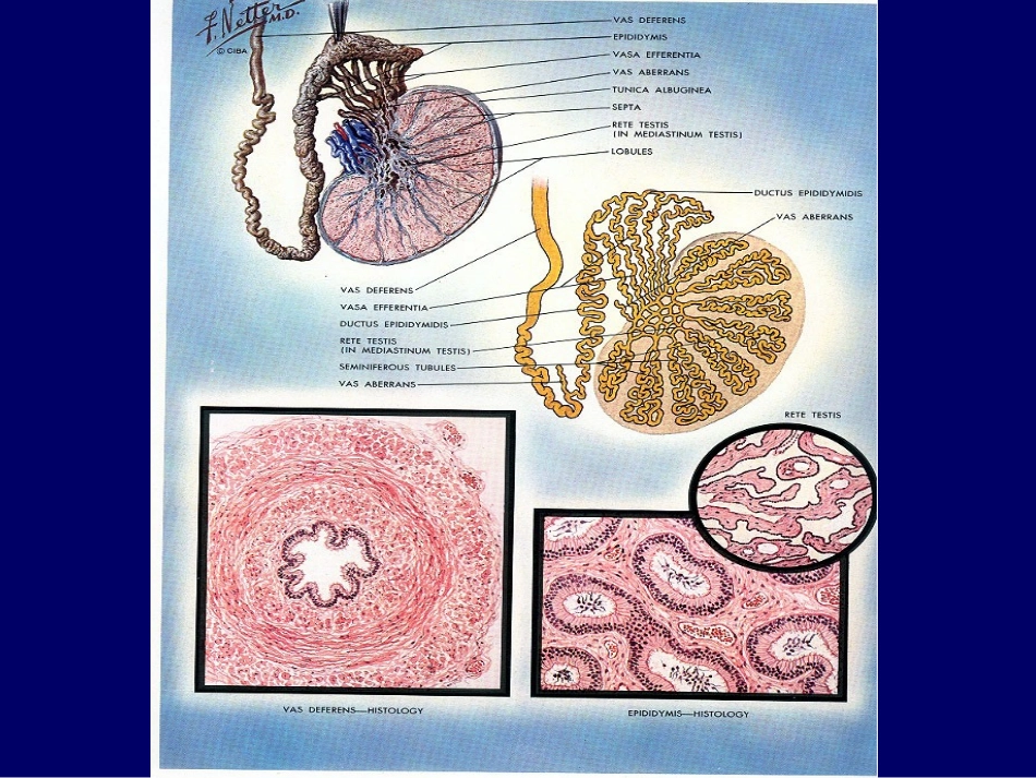 雄激素与男科疾病_第3页