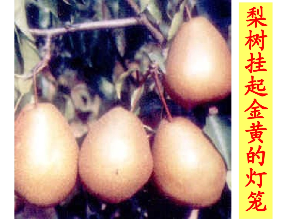 秋天的图画-(1)_第3页