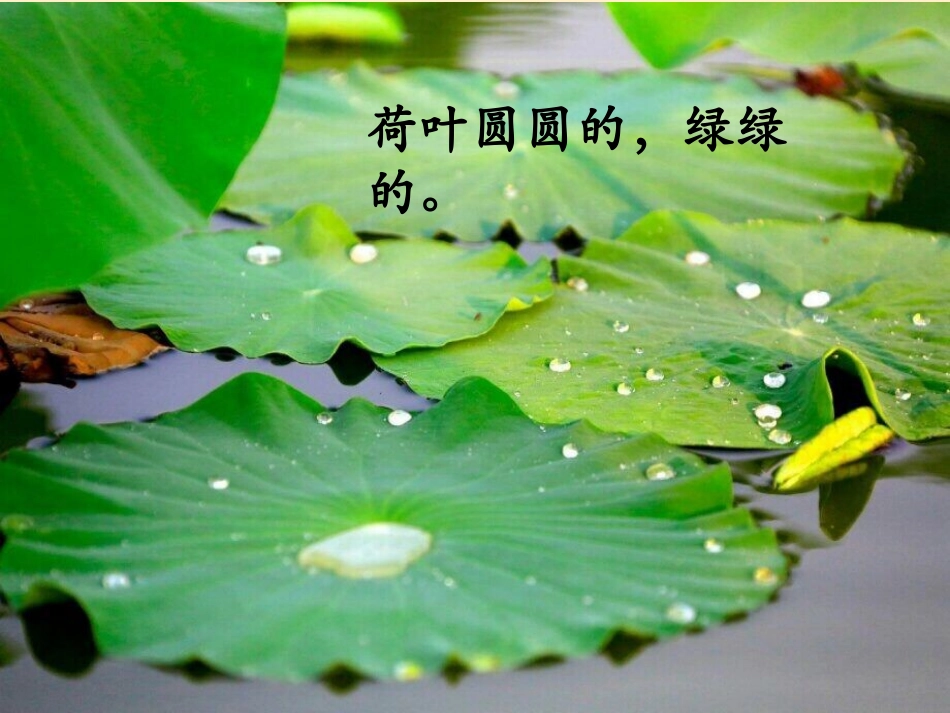 《荷叶圆圆》课件定稿_第3页