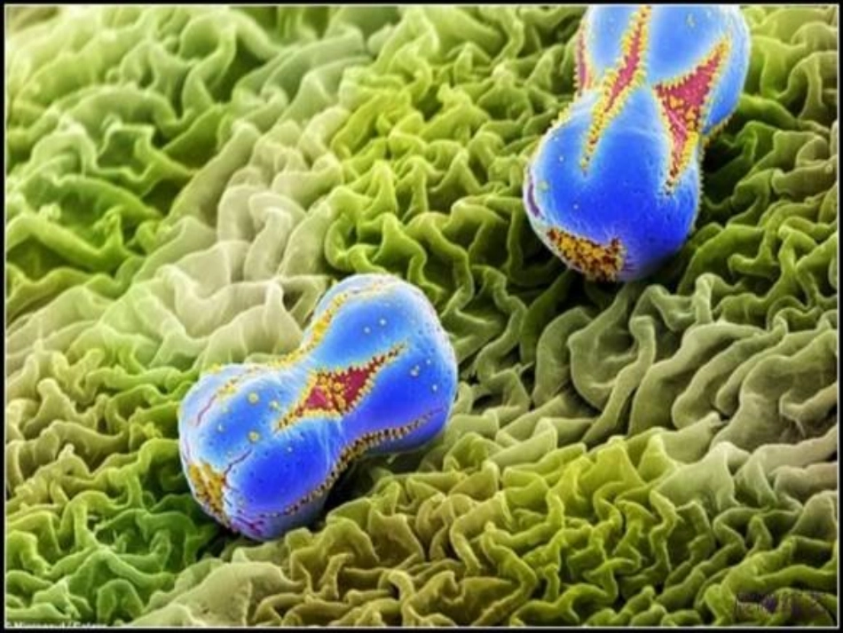 分子的立体构型(第一课时)定稿PPT_第2页