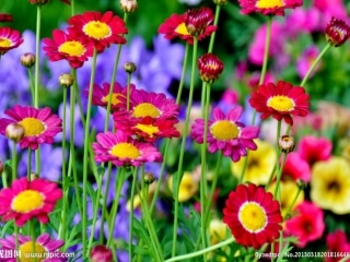 分子的立体构型(第一课时)定稿PPT