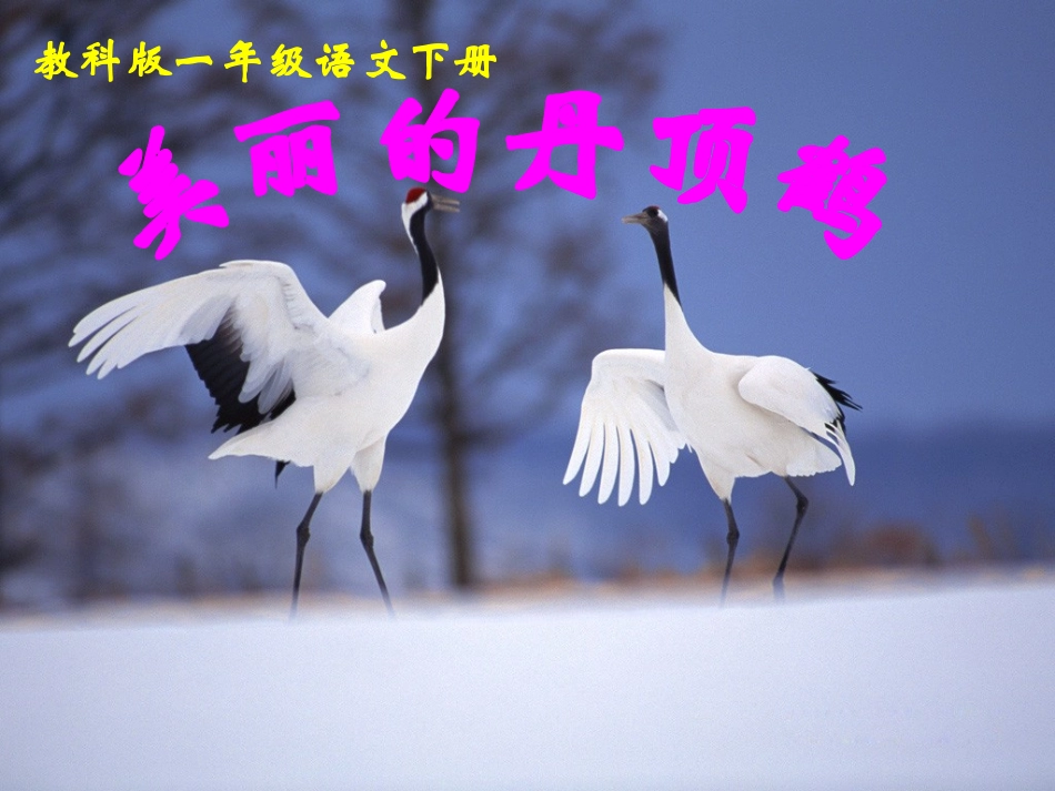 (教科版)一年级语文下册课件-美丽的丹顶鹤-3_第1页