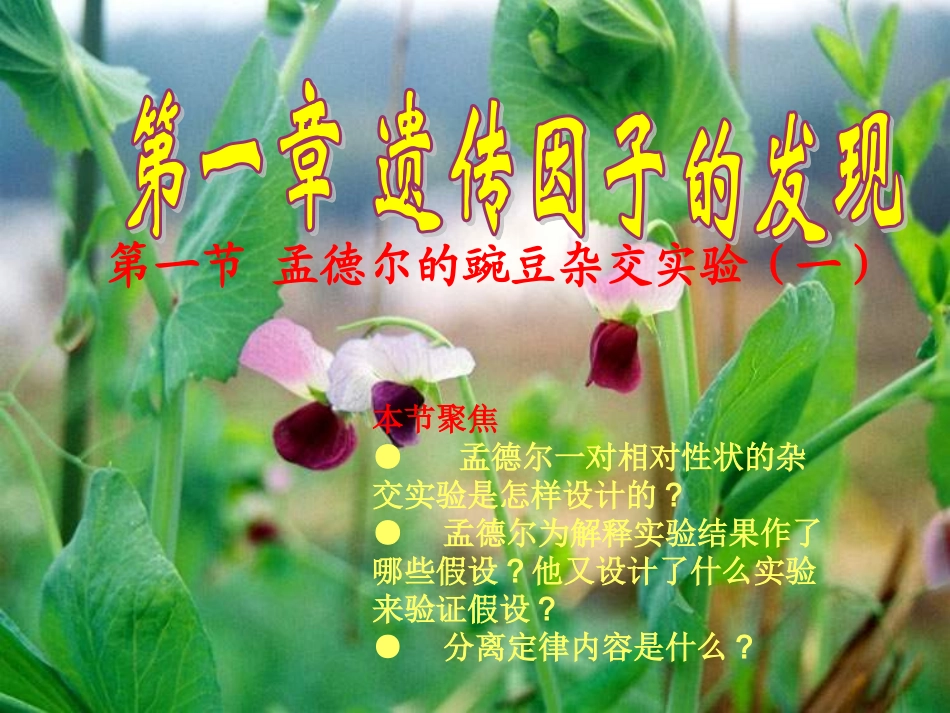 1.1《孟德尔的豌豆杂交实验》课件2_第1页