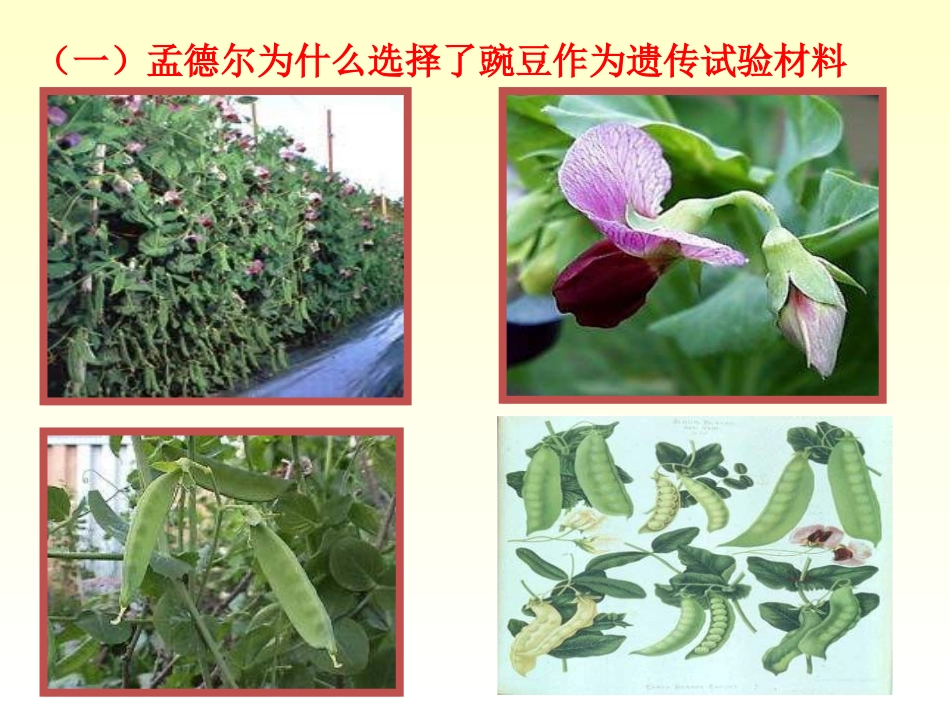 1.1《孟德尔的豌豆杂交实验》课件2_第3页