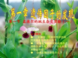 1.1《孟德尔的豌豆杂交实验》课件2