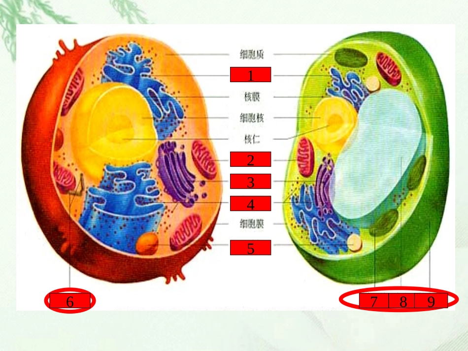 浙江省临海市杜桥中学高二生物《细胞核和原核细胞》课件_第1页