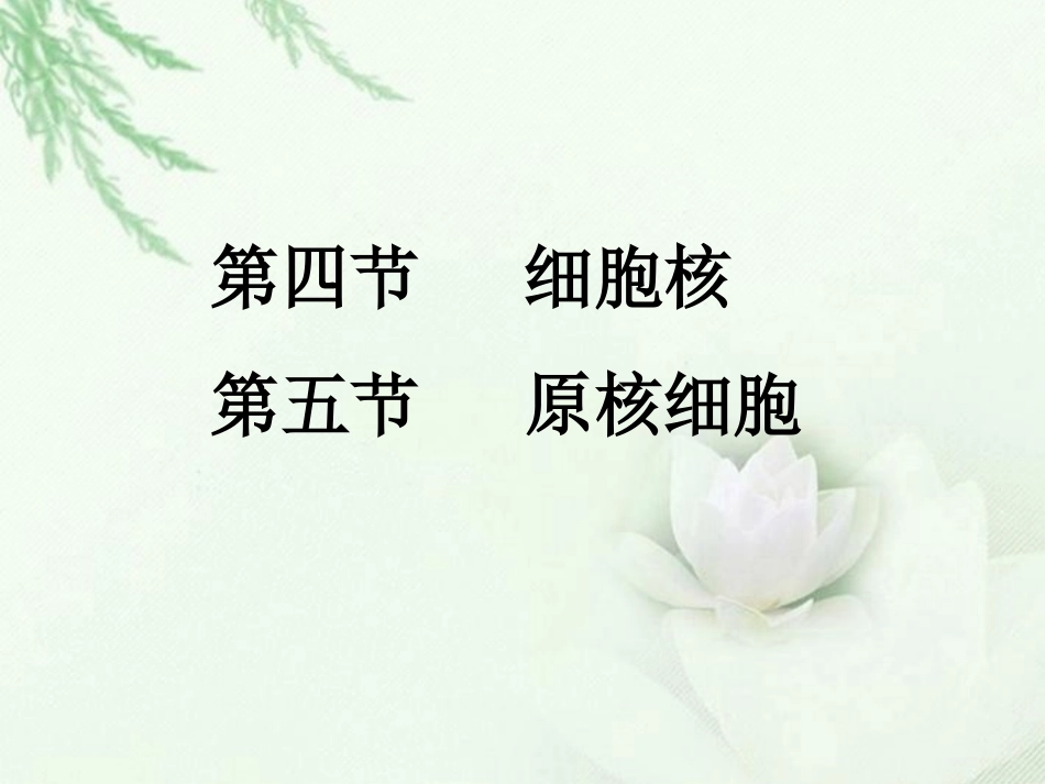 浙江省临海市杜桥中学高二生物《细胞核和原核细胞》课件_第2页