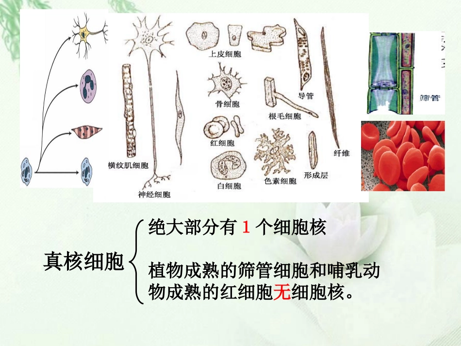 浙江省临海市杜桥中学高二生物《细胞核和原核细胞》课件_第3页