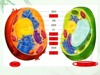 浙江省临海市杜桥中学高二生物《细胞核和原核细胞》课件