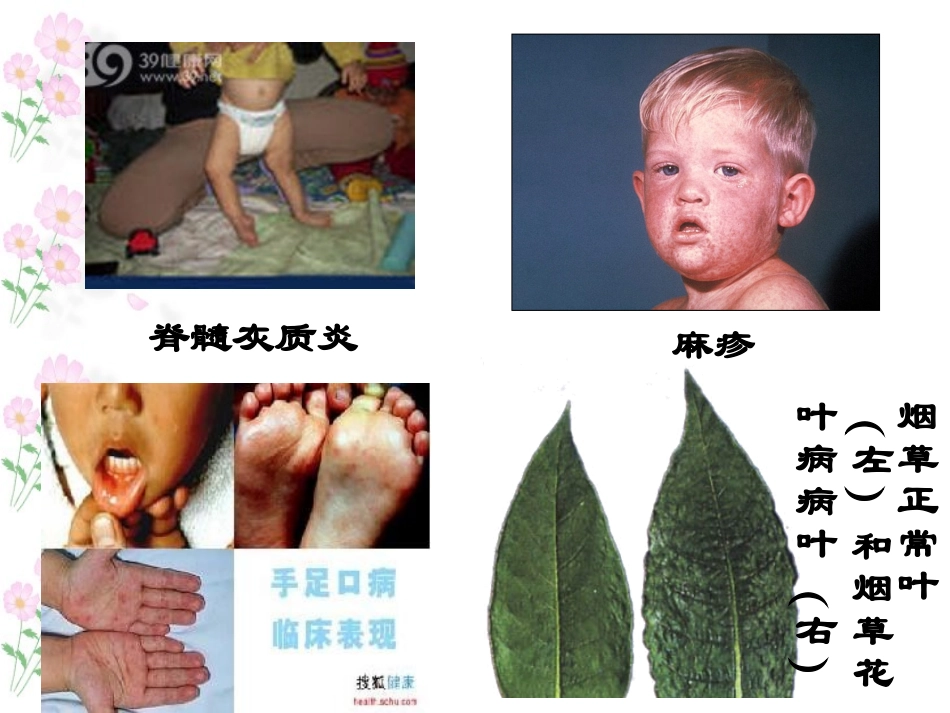 青岛版小学科学《病毒》课件_第1页