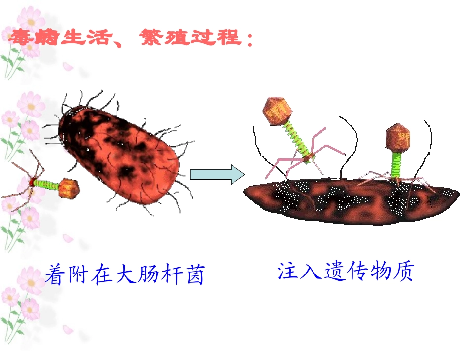 青岛版小学科学《病毒》课件_第3页