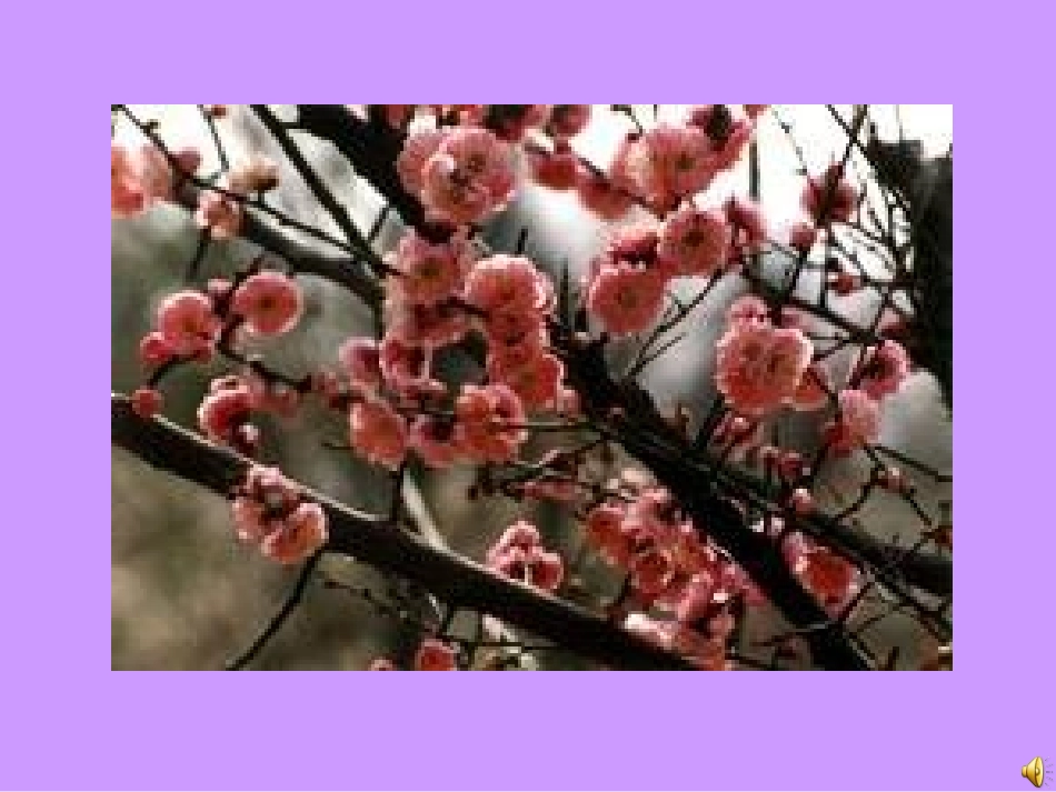 0《梅花魂》ppt课件_第2页