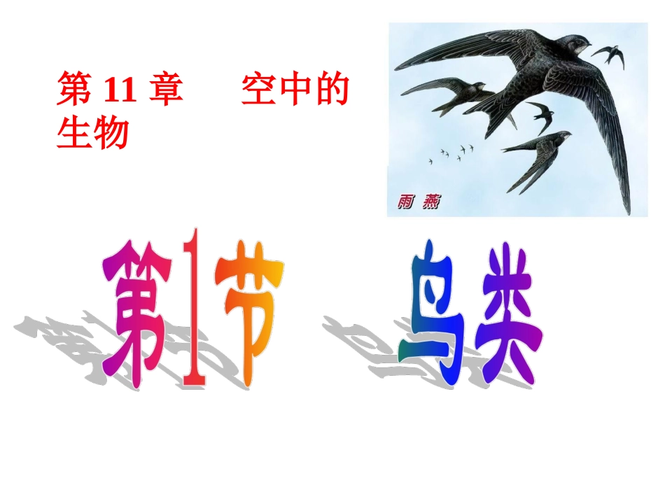 《第1节-鸟类》课件4_第1页