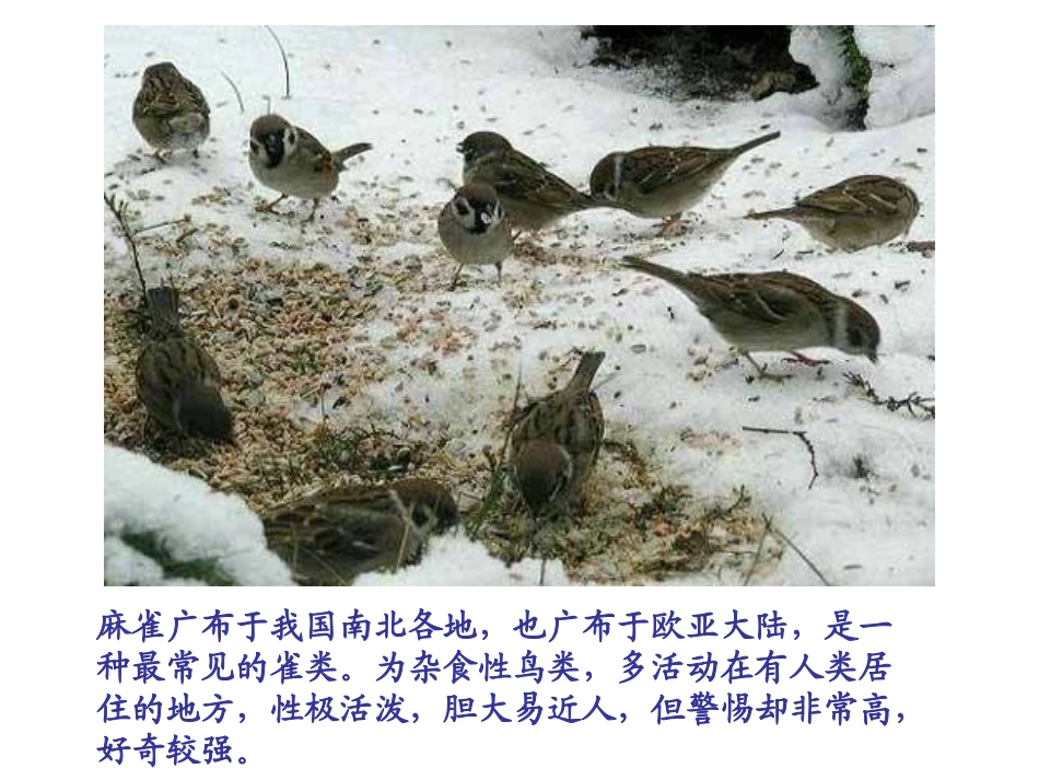 《第1节-鸟类》课件4_第3页
