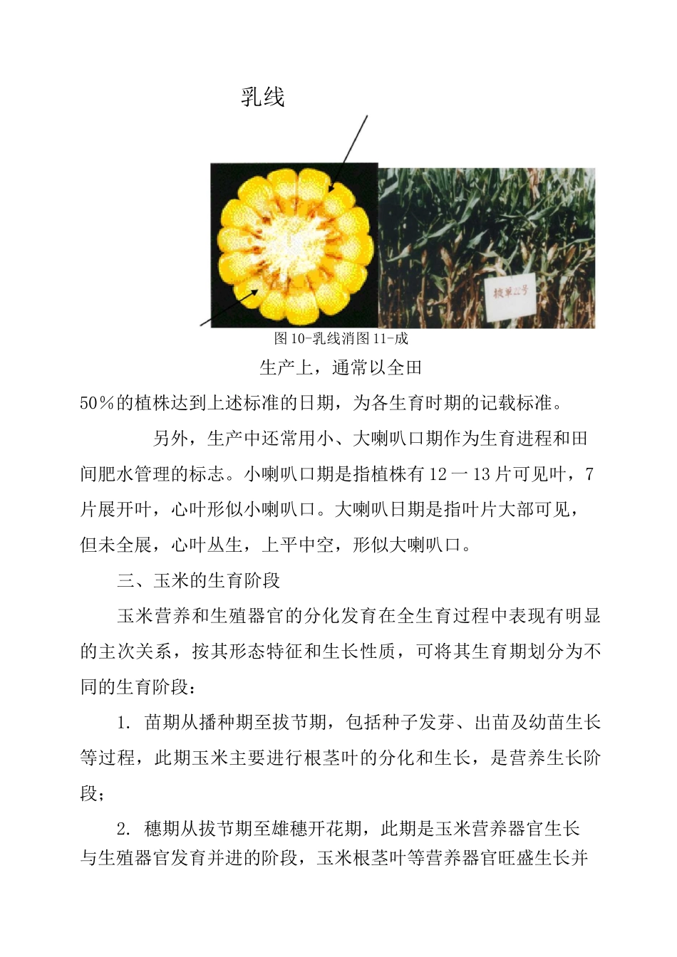 玉米的生长和发育_第2页
