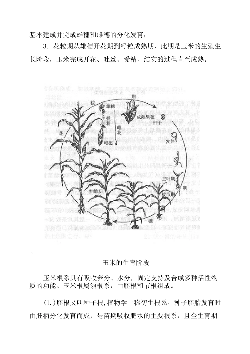 玉米的生长和发育_第3页