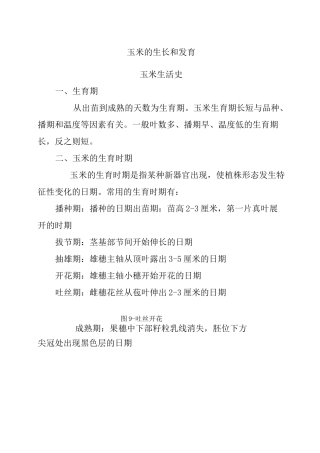 玉米的生长和发育