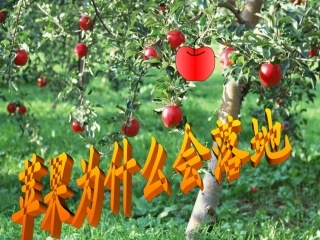 青岛版小学科学四年级上册《苹果为什么落地》课件2