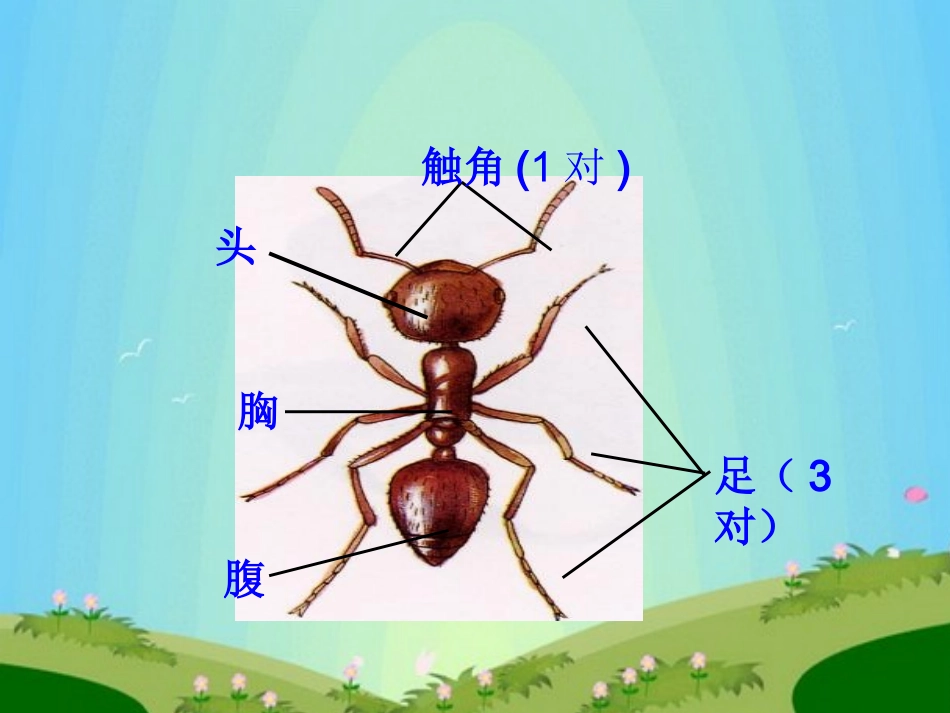 青岛版小学科学三年级下册《蚂蚁》课件8_第1页