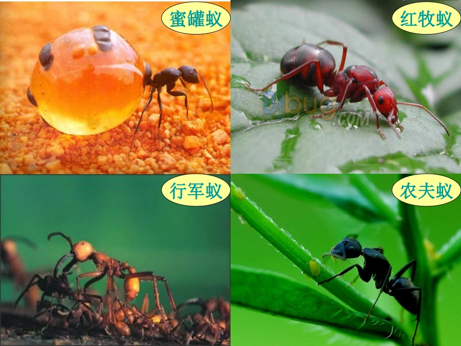 青岛版小学科学三年级下册《蚂蚁》课件8_第2页
