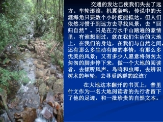 九年级语文林中小溪