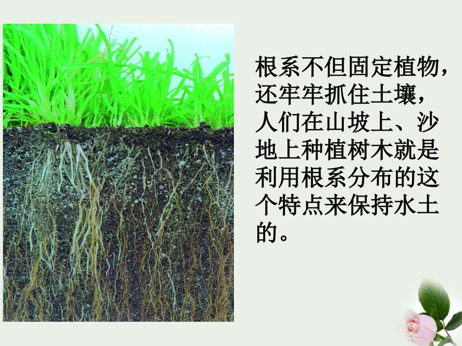 浙江省温州市平阳县腾蛟一中八年级科学下册-《3.3植物与土壤》课件一-浙教版_第3页