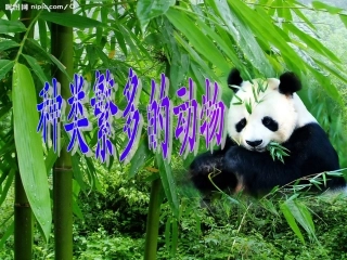 种类繁多的动物