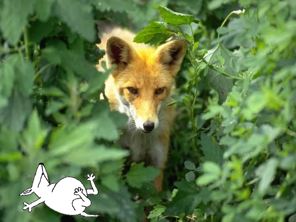 七年级语文上册-第20课《写在雪地上的书》课件-鄂教版_第2页