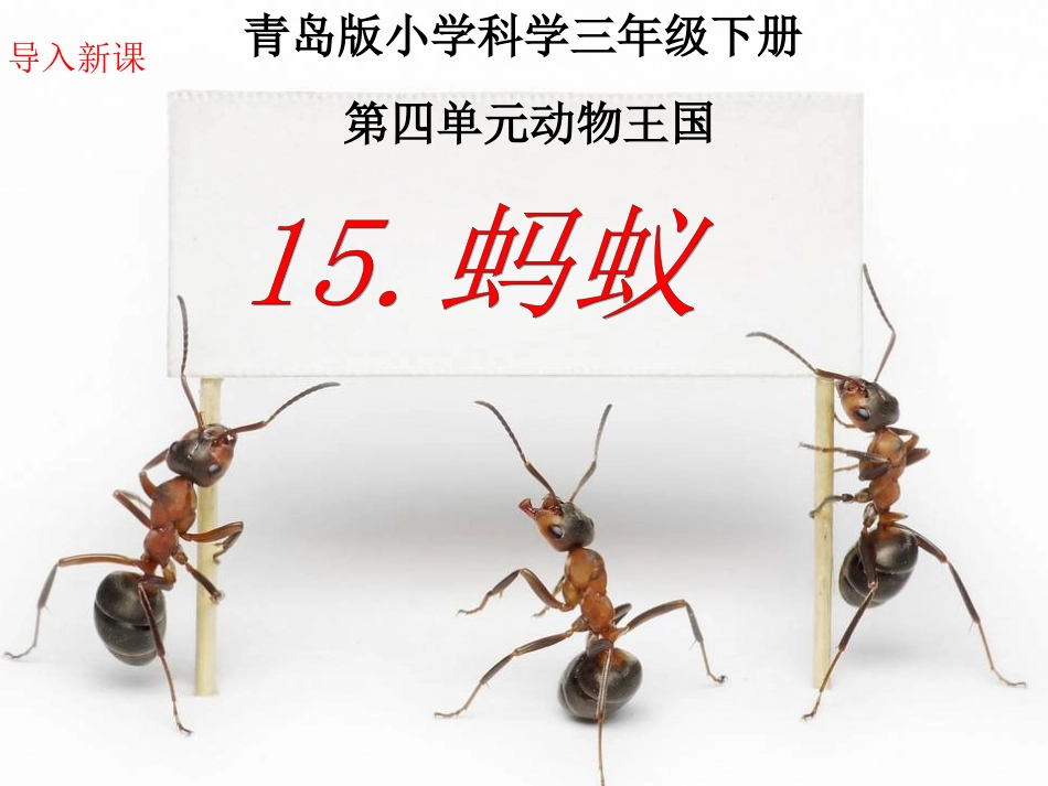 青岛版小学科学三年级下册《蚂蚁》课件2_第1页
