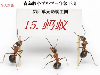 青岛版小学科学三年级下册《蚂蚁》课件2