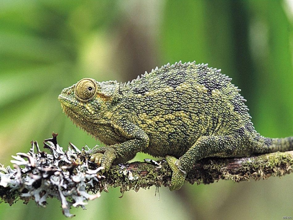 湘教版一年级美术下册变色龙课件PPT.ppt_第2页