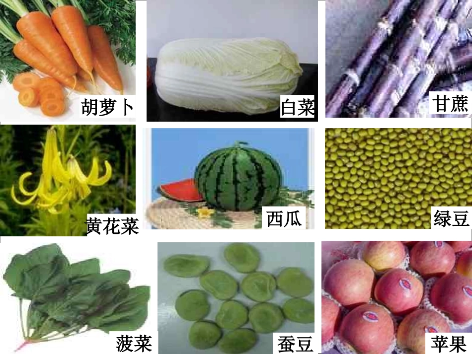 第二节植物体的结构层次_第2页