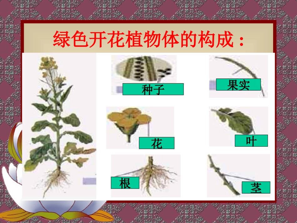 第二节植物体的结构层次_第3页