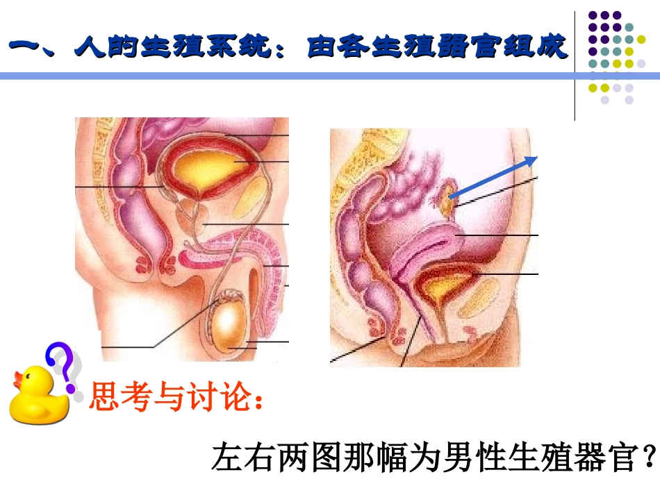 课件(人的生殖和发育)_第3页