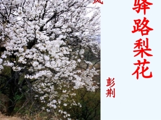 (部编)初中语文人教2011课标版七年级下册14-驿路梨花-(2)