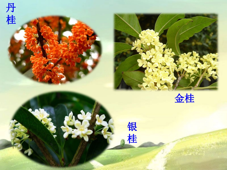 《八月桂花遍地开》课件_第3页