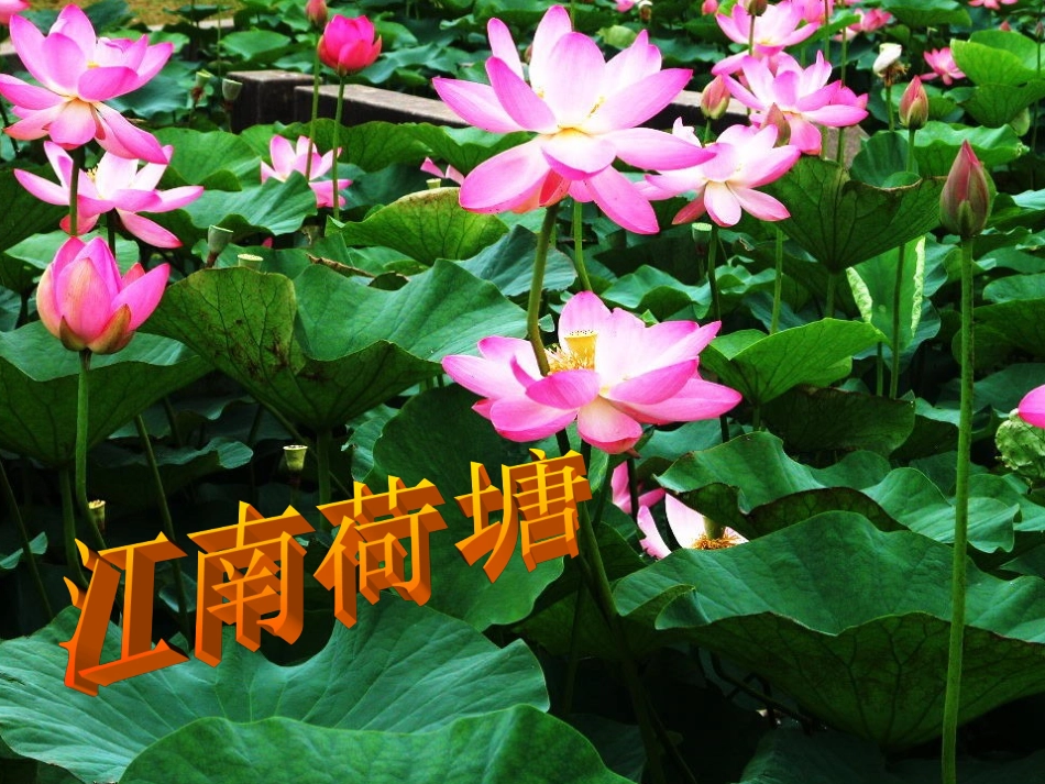 《江南》课件3_第2页