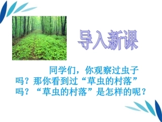 3.草虫的村落