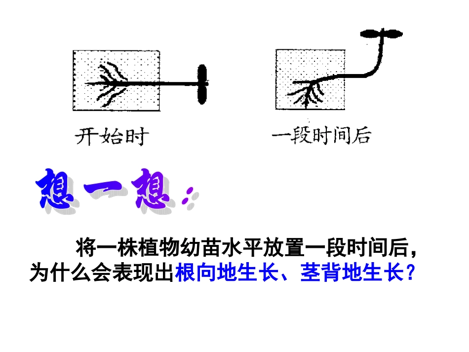 生长素的生理作用_第1页