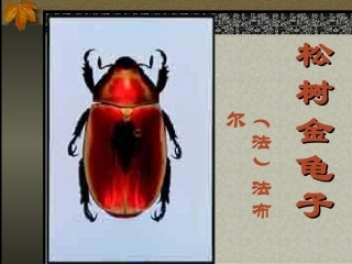松鼠金龟子-20130419022908156