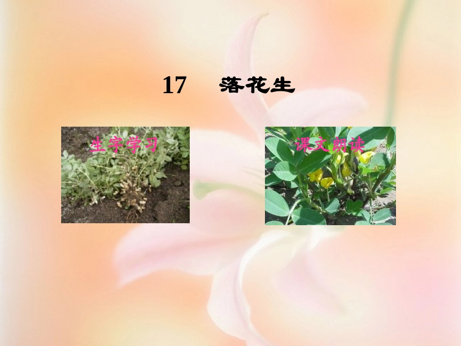 落花生ppt_第2页