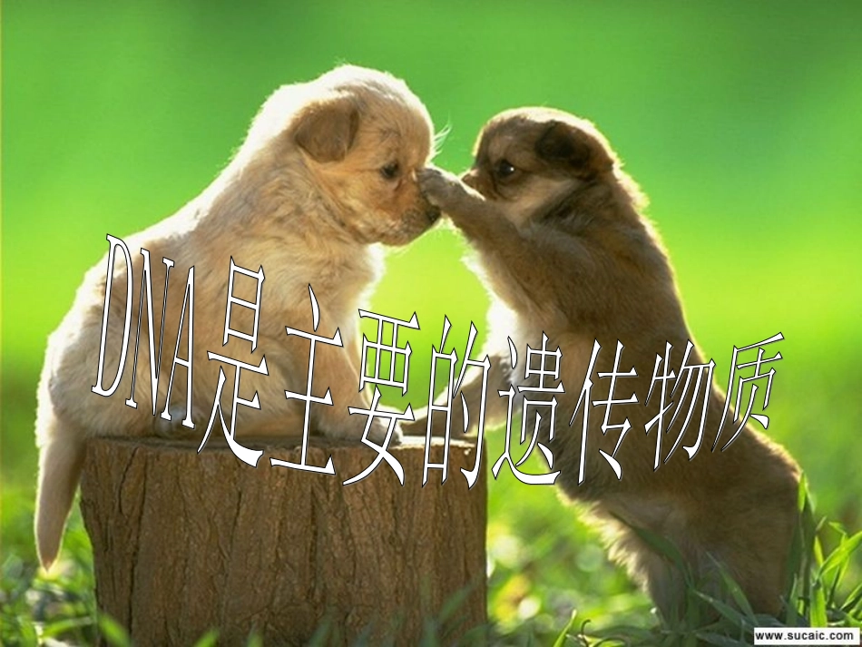 3.1《DNA是主要的遗传物质》课件14_第1页