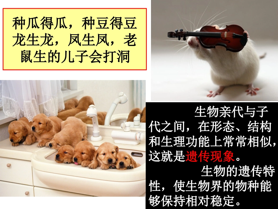 3.1《DNA是主要的遗传物质》课件14_第2页