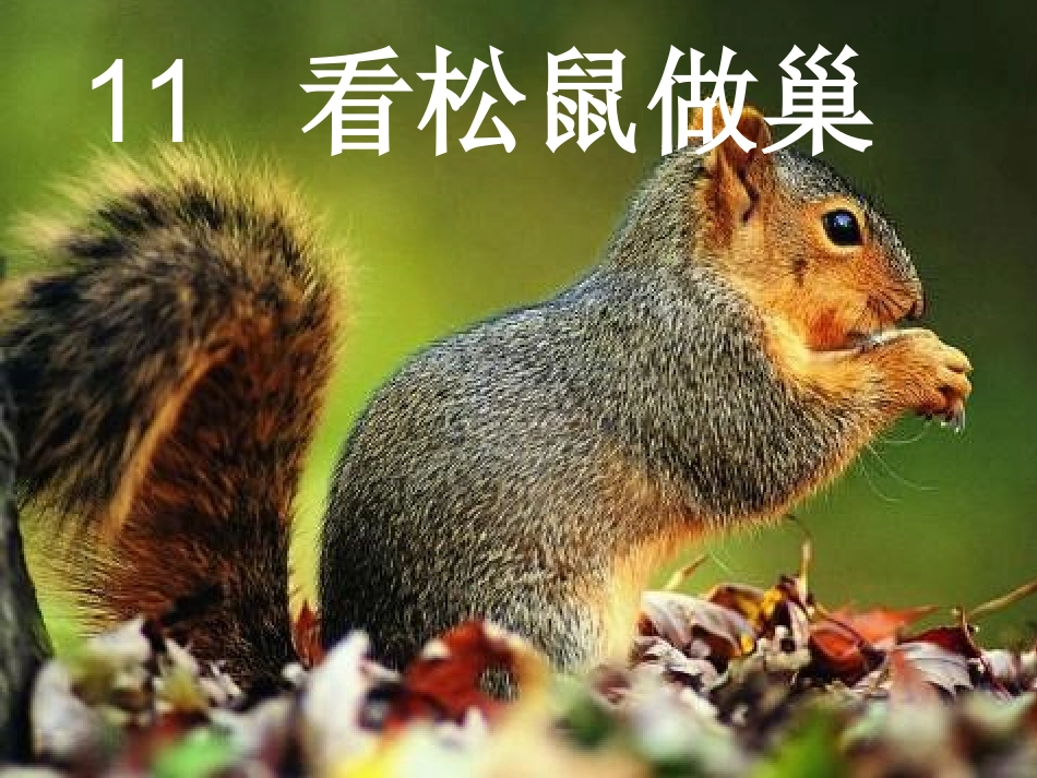 看松鼠做巢ppt_第1页